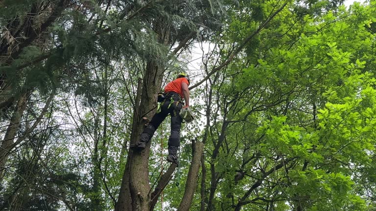 Best Arborist Consultation Services  in Lakeside, MT